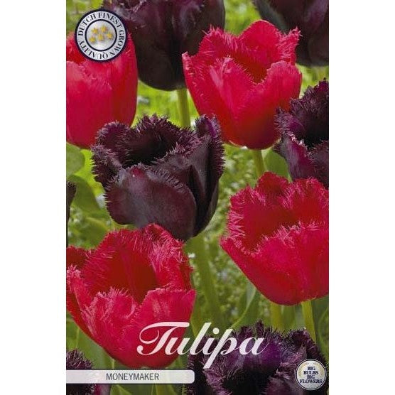 Tulipan Moneymaker 10-pakning