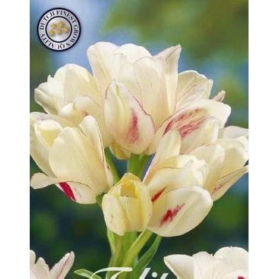 Tulipan Candy Club 7-pakning