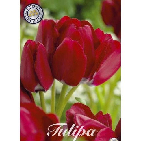 Tulipan Fiery Club 7-pakning