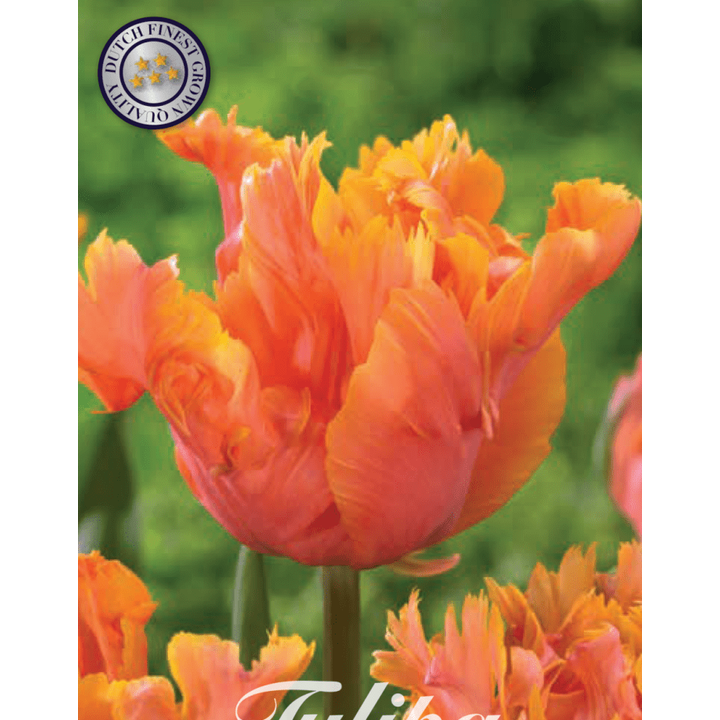 Tulipan Amazing Parrot 7-pakning