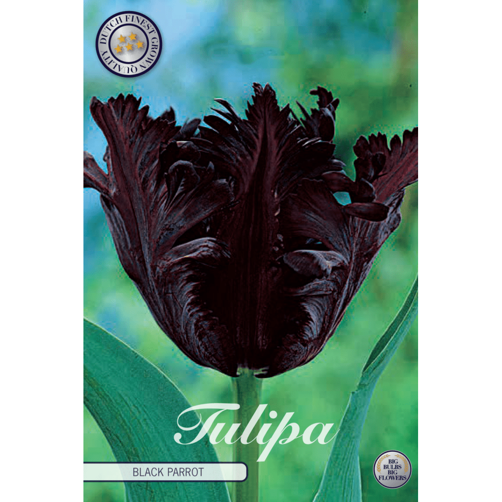 Tulipan Black Parrot 7-pakning