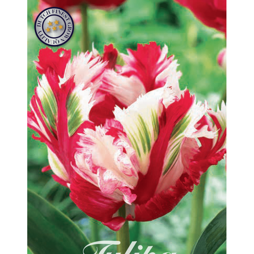 Tulipan Estella Rijnveld 7-pakning