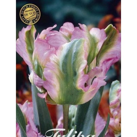 Tulipan Green Wave (premium) 7-pakning