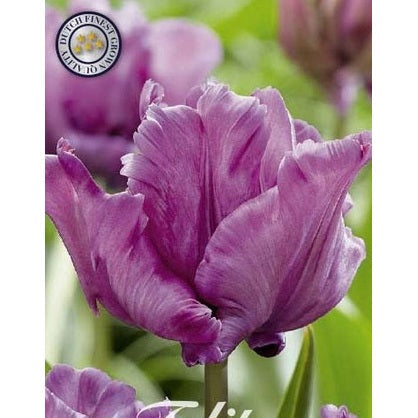 Tulipan James Last 7-pakning