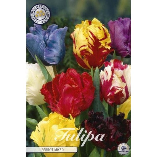 Tulipan Parrot Mixed 7-pakning