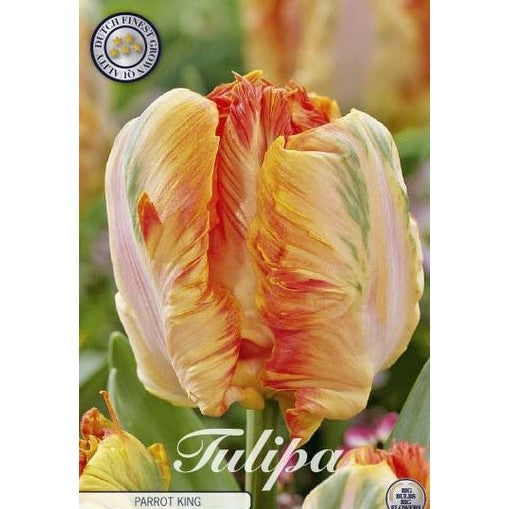 Tulipan Parrot King 7-pakning