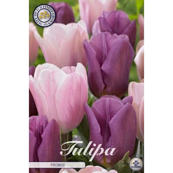 Tulipan Promise 10-pakning