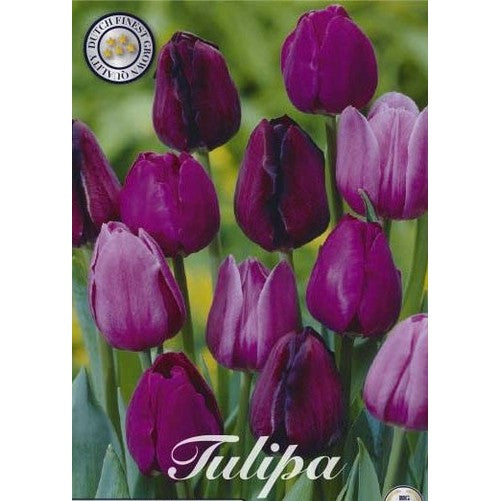Tulipan Purple Heart 10-pakning