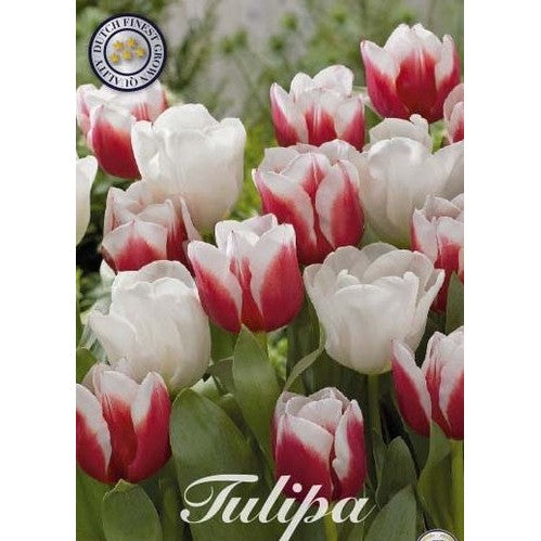 Tulipan Red Snow 10-pakning