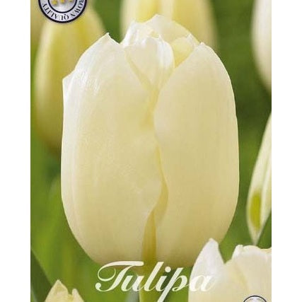 Tulipan City of Vancouver 10-pakning