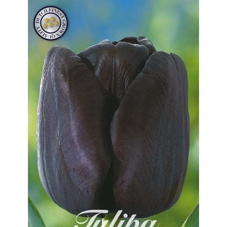 Tulipan Queen of Night 7-pakning