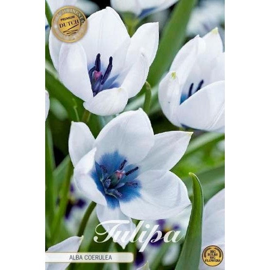 Tulipan Alba Coerulea (premium) 5-pakk