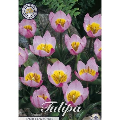 Tulipan Bakeri Lilac Wonder 10-pakning