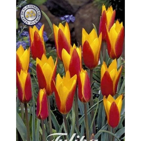 Tulipan Clusiana Tubergens Gem 10-pakning