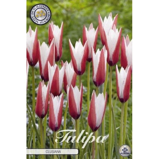 Tulipan Clusiana 10-pakning
