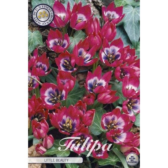 Tulipan Little Beauty 10-pakning