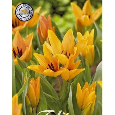 Tulipan 'Shogun' 10-pakning