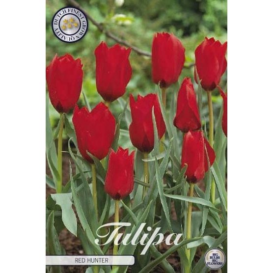 Tulipan Red Hunter 10-pakning