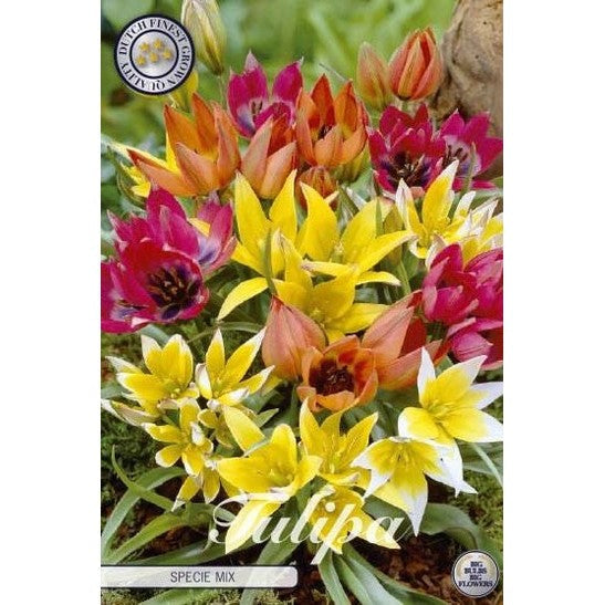 Tulipan Specie Mixed 15-pakning