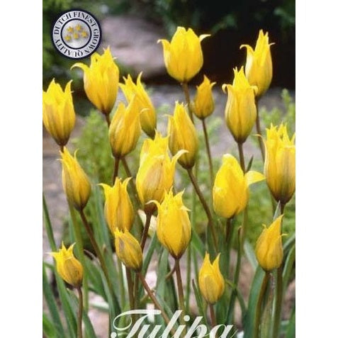 Tulipan Sylvestris 10-pakning