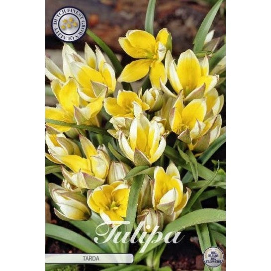 Tulipan Tarda 10-pakning