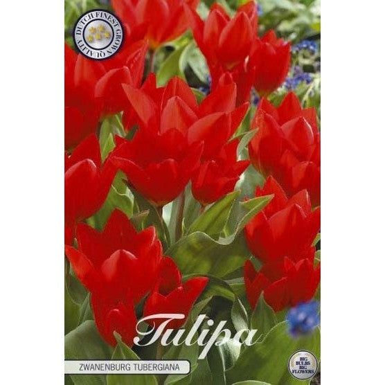 Tulipan Zwanenburg Tubergiana 10-pakning