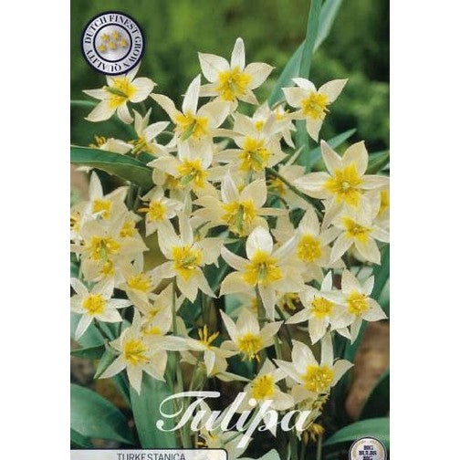 Tulipan Turkestanica 10-pakning
