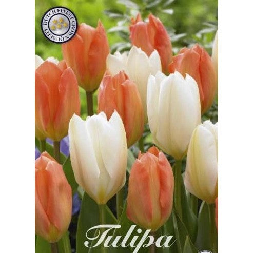 Tulipan Stockholm 10-pakning