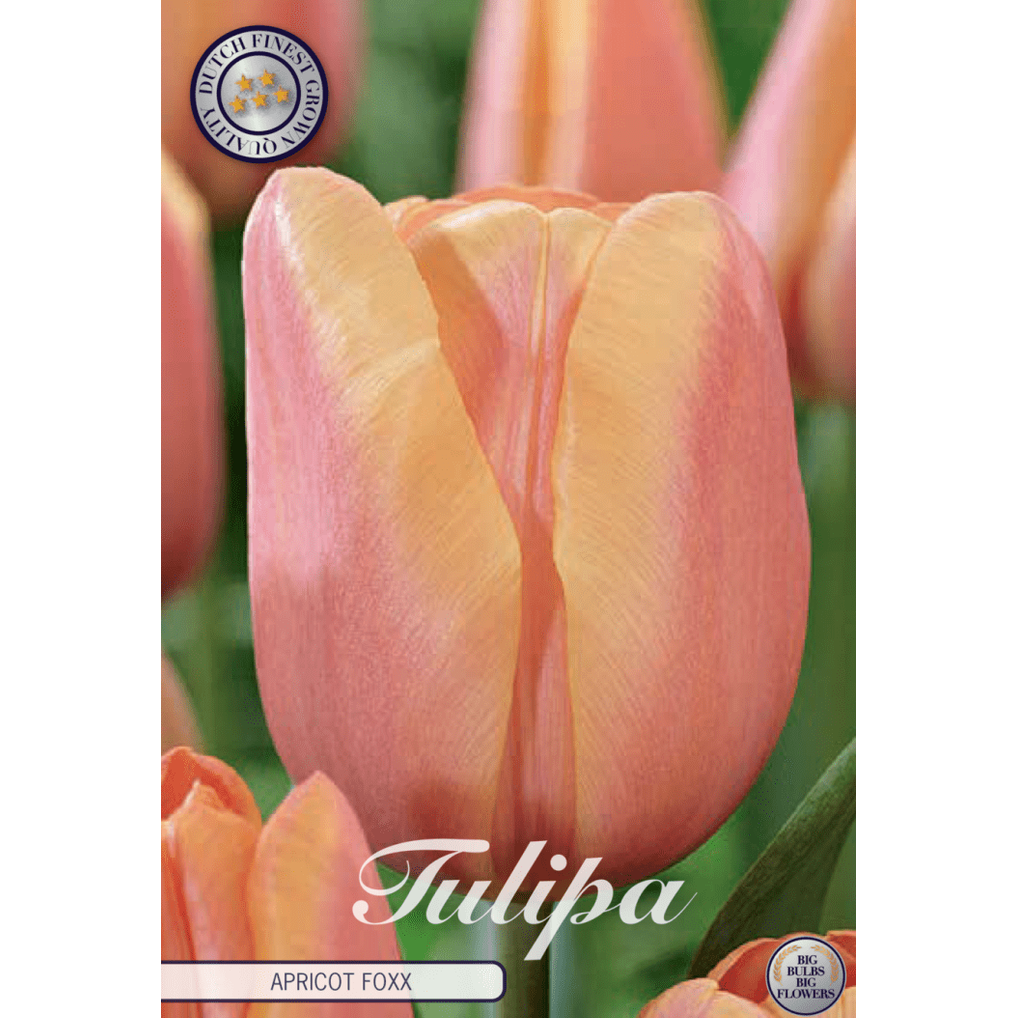 Tulipan Apricot Foxx 10-pakning
