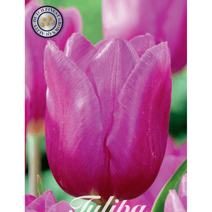 Tulipan Blue Beauty 10-pakning