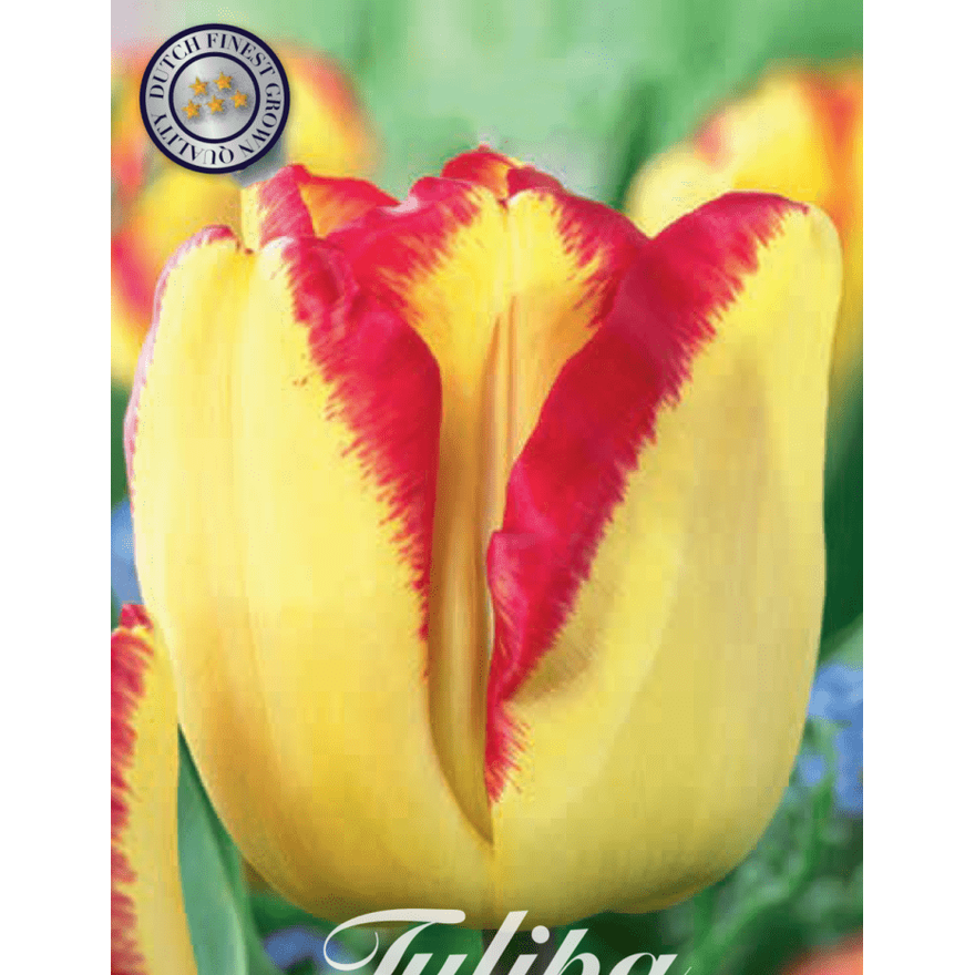 Tulipan Cape Town 10-pakning