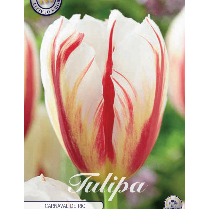 Tulipan Carnaval de Rio 10-pakning