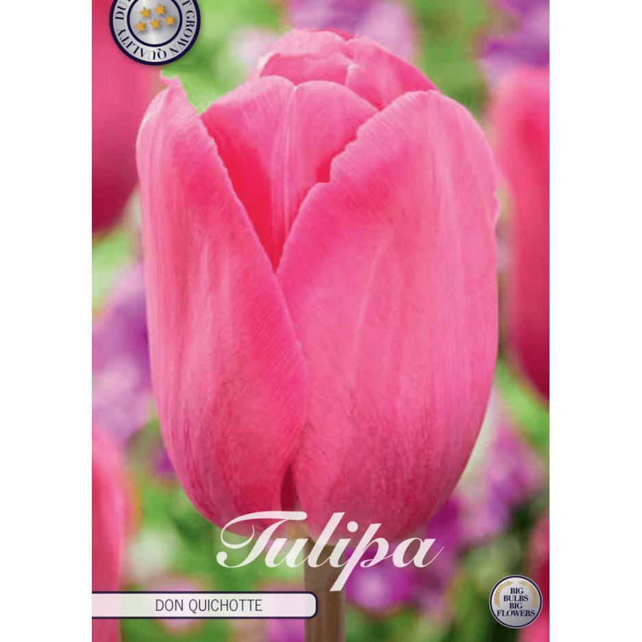 Tulipan Don Quichotte 10-pakning