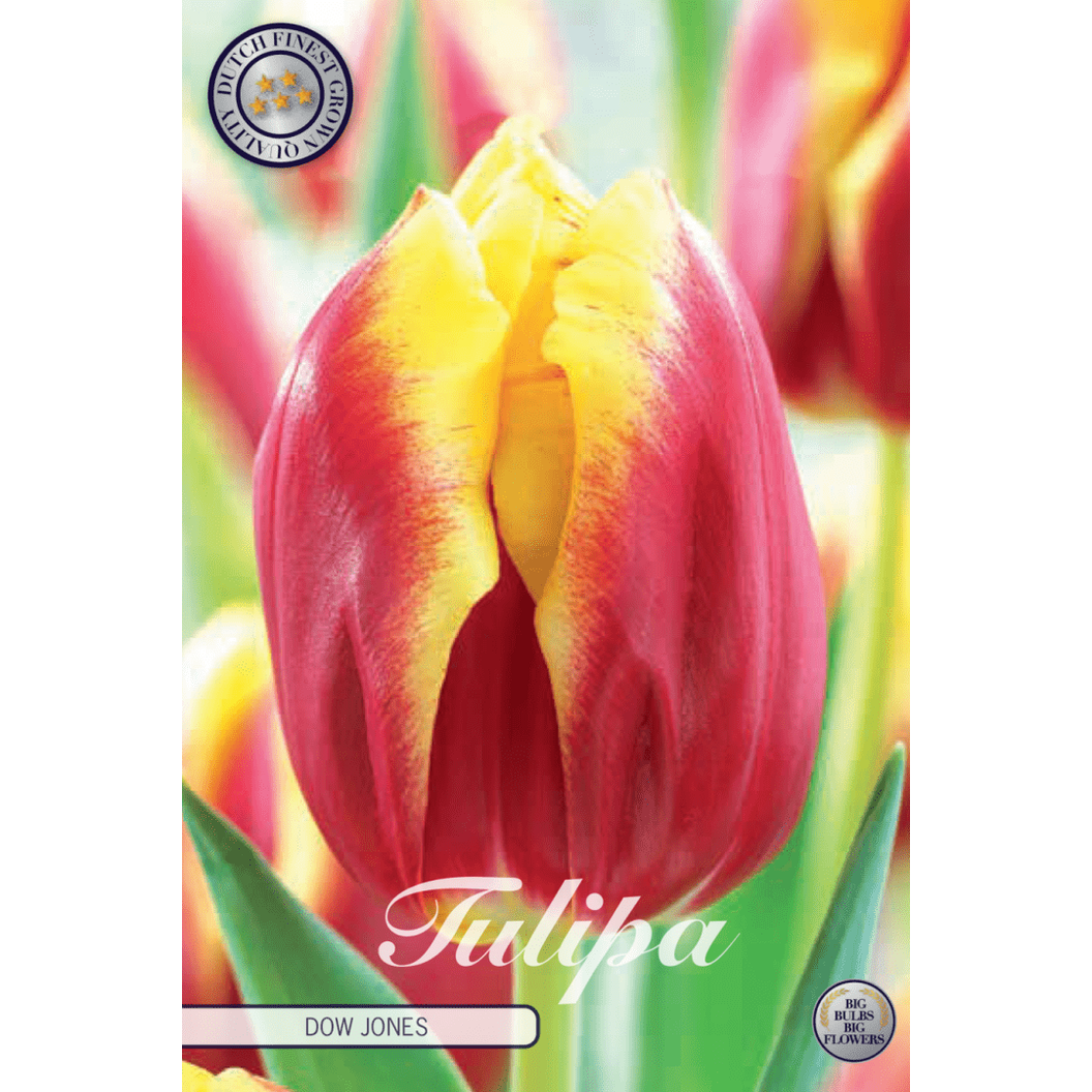 Tulipan Dow Jones 10-pakning