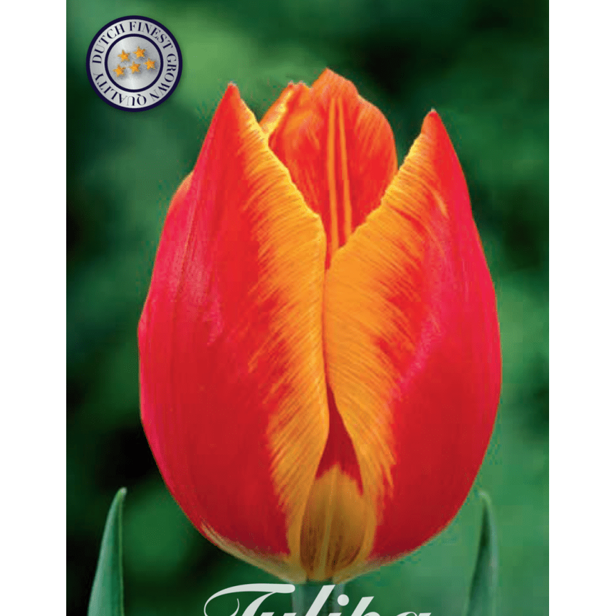 Tulipan Flair 10-pakning