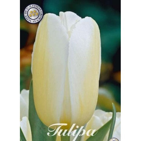 Tulipan 'Francoise' 10-pakning