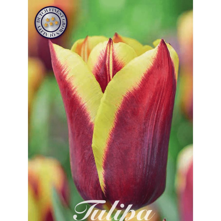 Tulipan Gavota 10-pakning