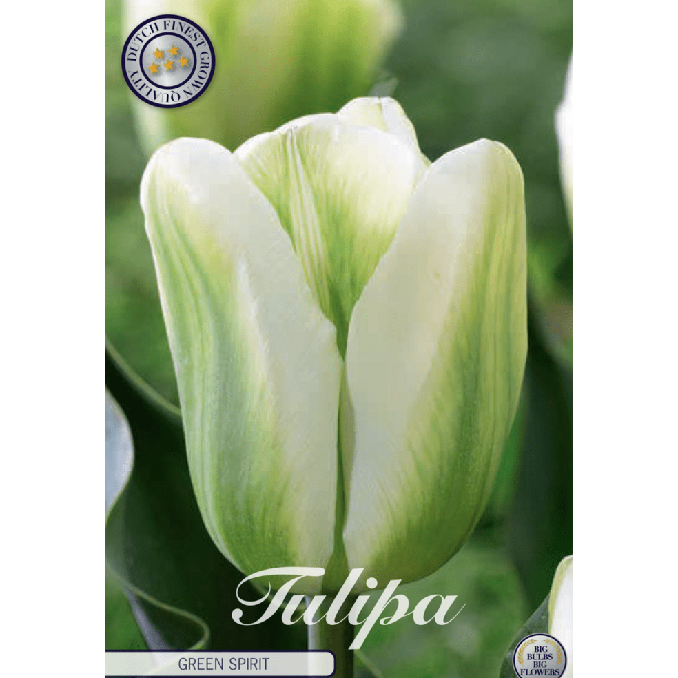 Tulipan Green Spirit 7-pakning