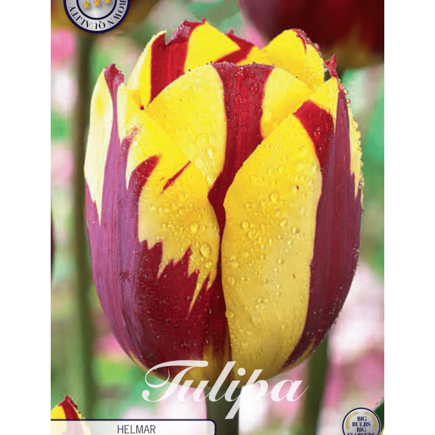 Tulipan Helmar 7-pakning