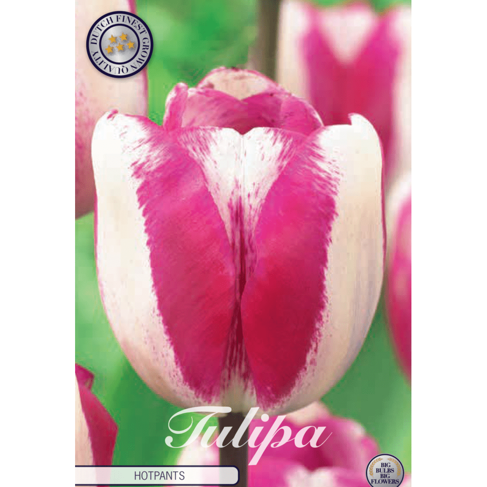 Tulipan Hotpants 10-pakning