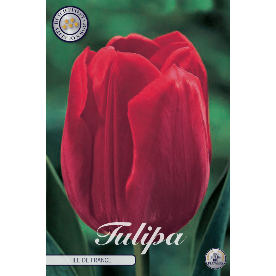Tulipan Ile de France 10-pakning