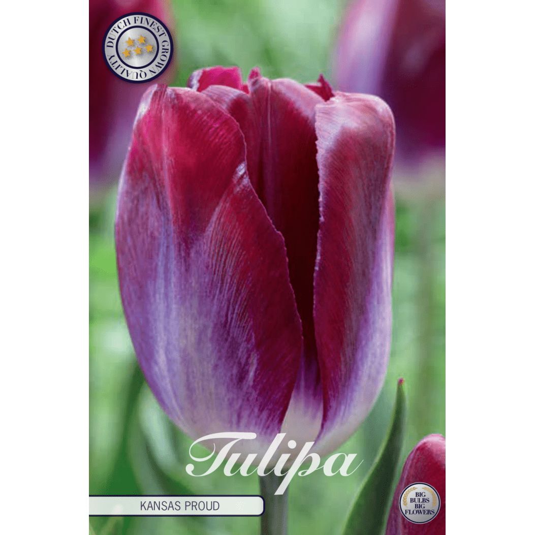 Tulipan Kansas Proud 10-pakning
