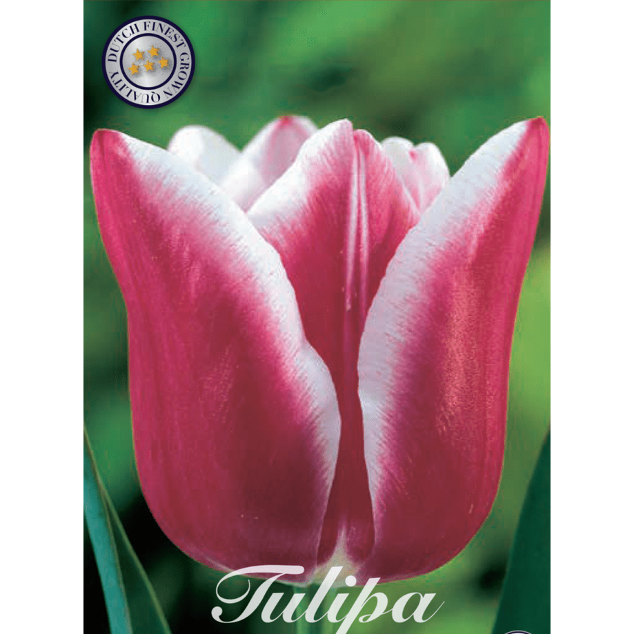 Tulipan Leo Visser 10-pakning