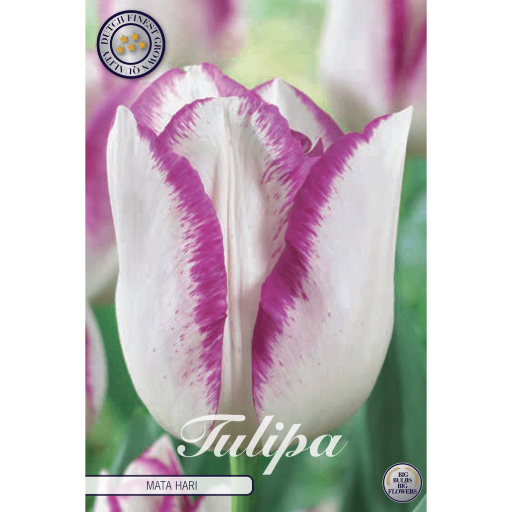 Tulipan Mata Hari 7-pakning