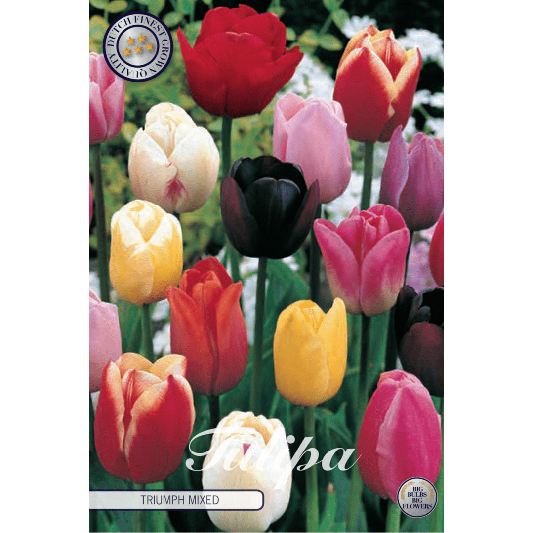 Tulipan Triumph Mixed 10-pakning