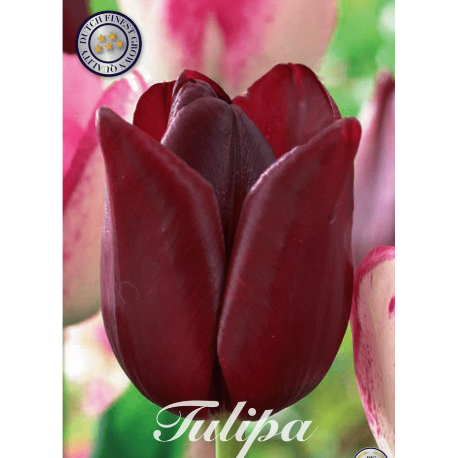 Tulipan National Velvet 7-pakning