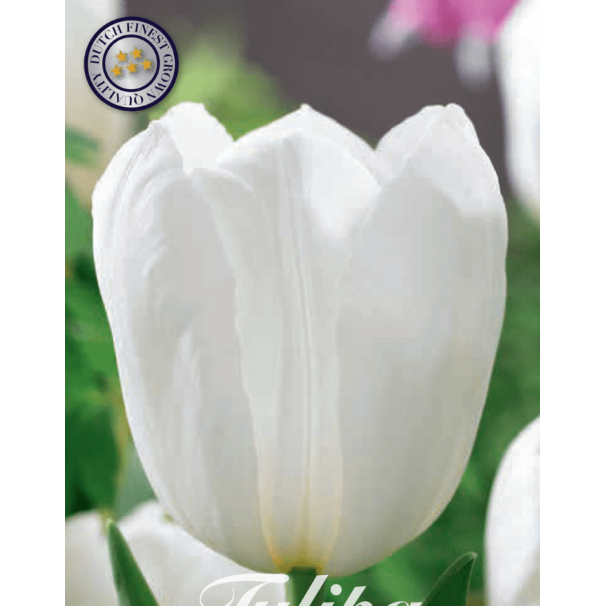 Tulipan Royal Virgin 10-pakning