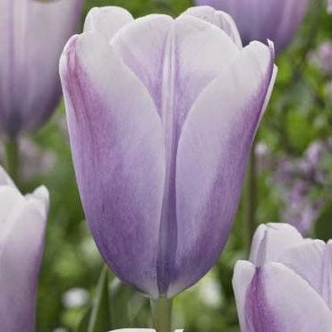 Tulipan 'Silver Cloud' 7-pakning