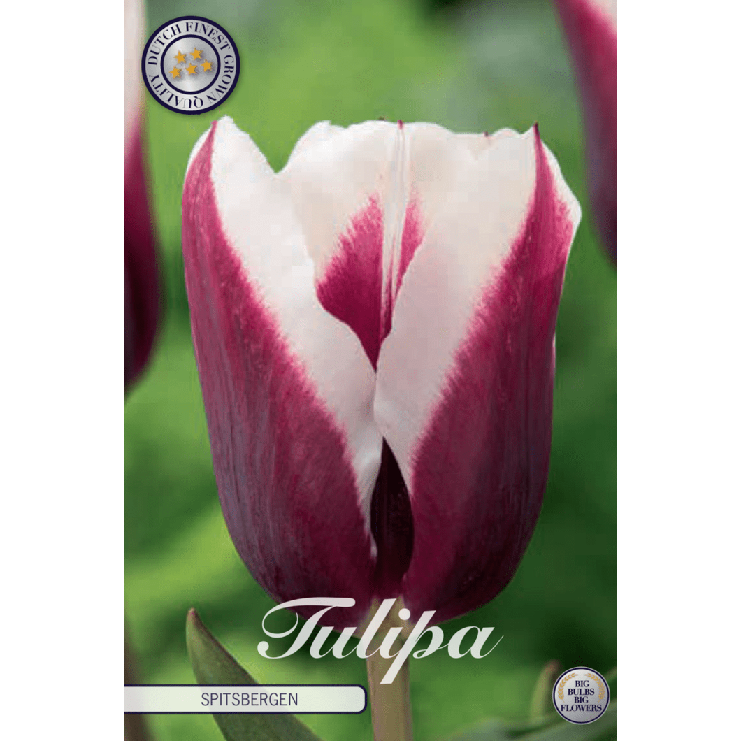 Tulipan Spitsbergen 7-pakning