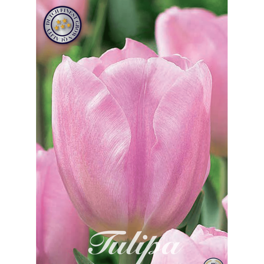 Tulipan Synade Amor 10-pakning
